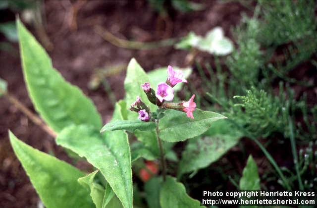 Photo: Pulmonaria obscura 5.