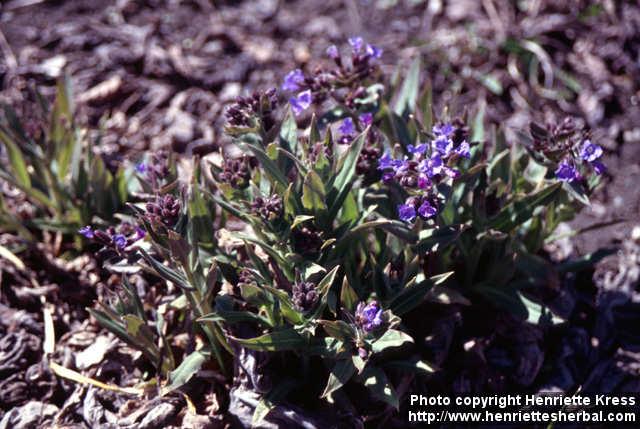 Photo: Pulmonaria obscura 7.