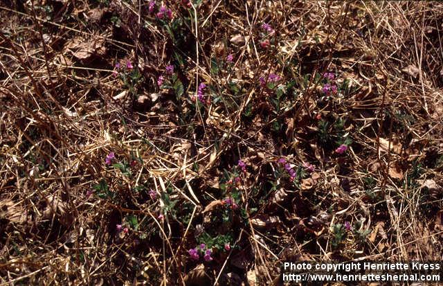 Photo: Pulmonaria obscura.