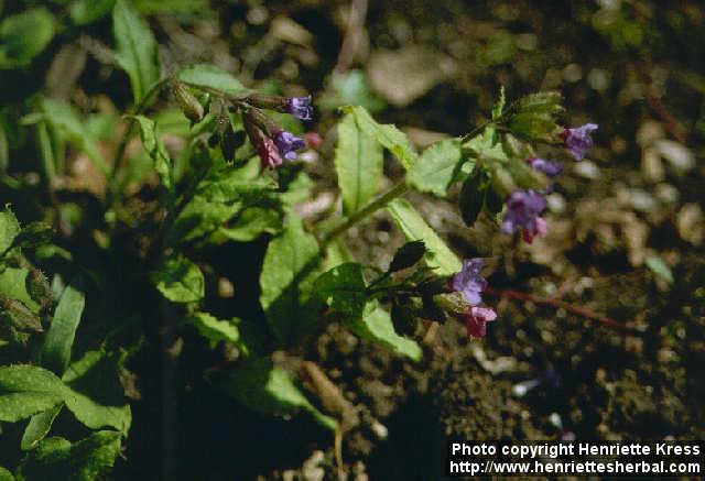 Photo: Pulmonaria officinalis.