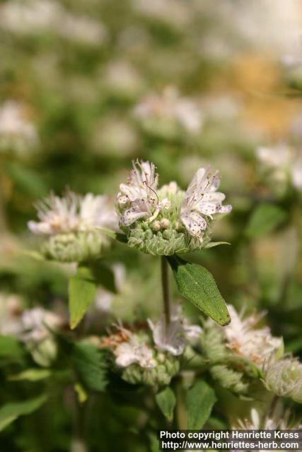 Photo: Pycnanthemum verticillatum 6.