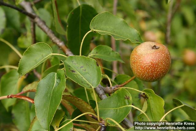 Photo: Pyrus ussuriensis 2.