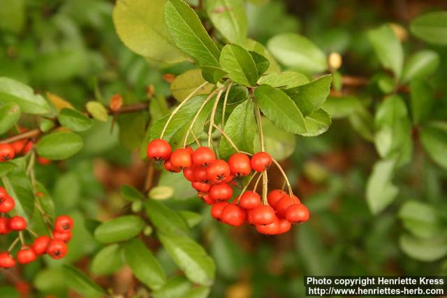 Photo: Pyracantha coccinea 3.