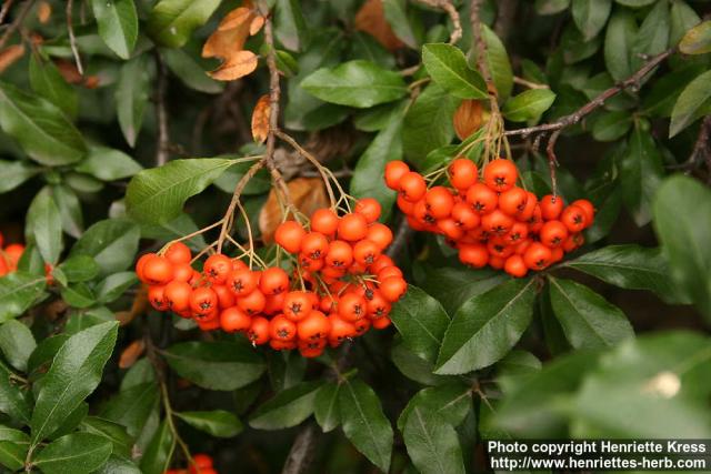 Photo: Pyracantha coccinea 7.