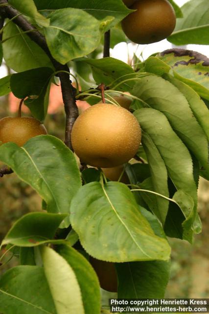 Photo: Pyrus pyrifolia 2.