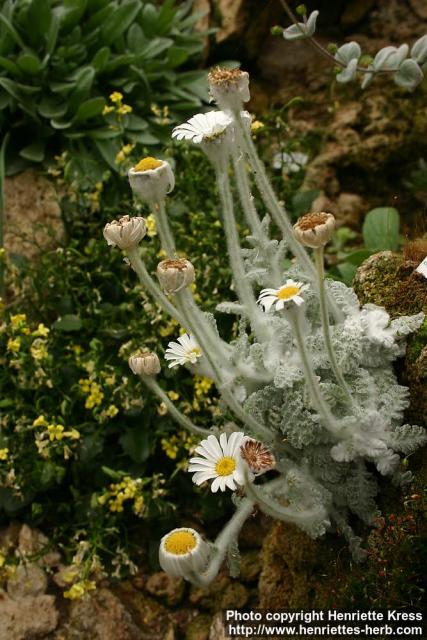 Photo: Pyrethrum leontopodium.