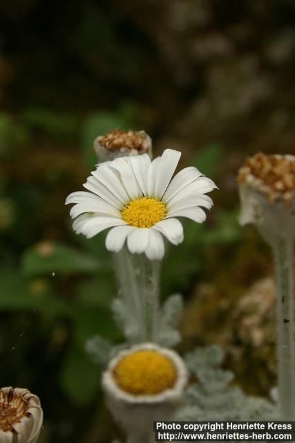 Photo: Pyrethrum leontopodium 1.