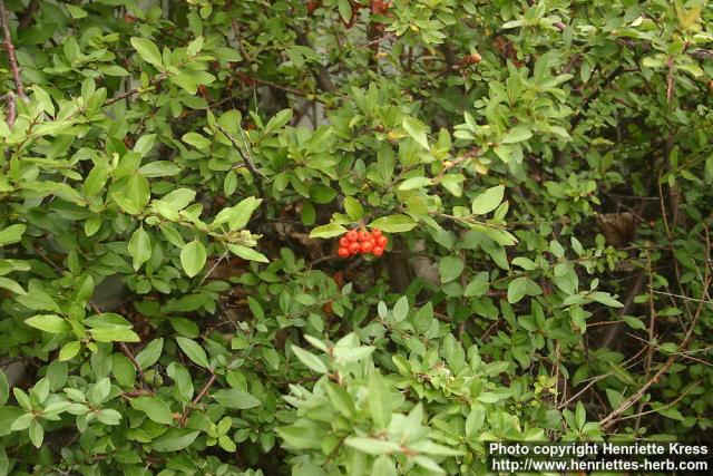 Photo: Pyracantha coccinea 9.