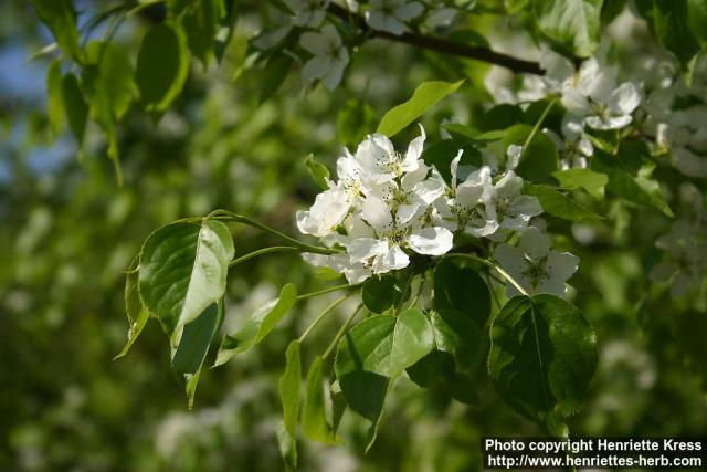 Photo: Pyrus ussuriensis 12.