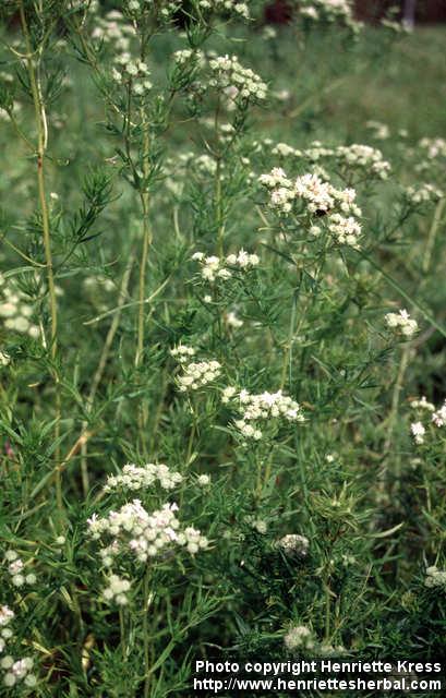 Photo: Pycnanthemum tenuifolium 1.