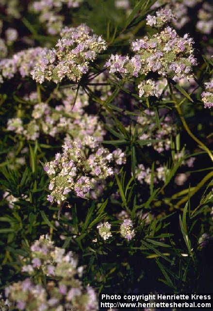 Photo: Pycnanthemum tenuifolium.