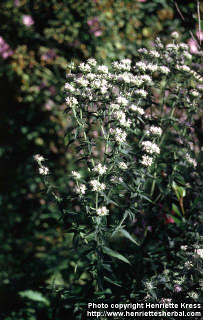 Photo: Pycnanthemum verticillatum 4.