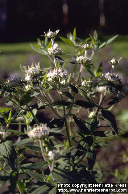 Photo: Pycnanthemum verticillatum.