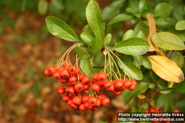 Photo: Pyracantha coccinea 4.