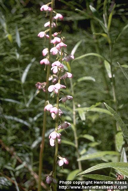 Photo: Pyrola asarifolia 1.