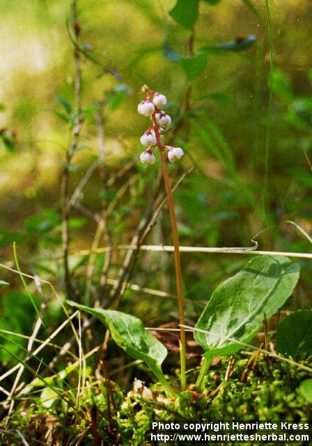 Photo: Pyrola media 3.