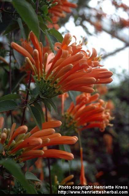 Photo: Pyrostegia venusta.