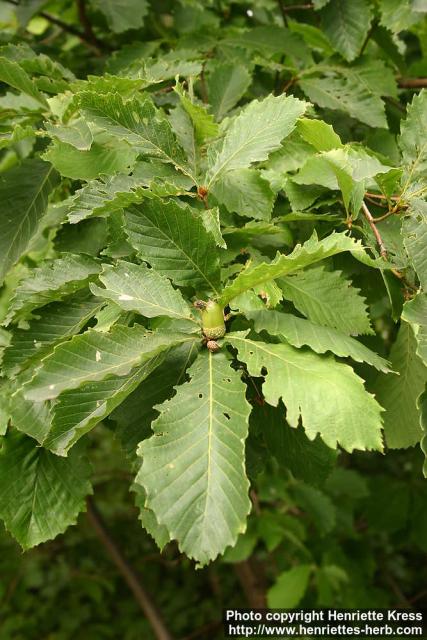 Photo: Quercus mongolica.