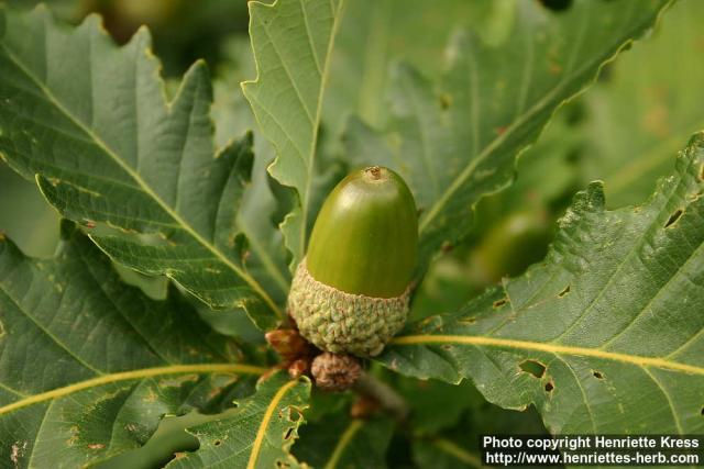 Photo: Quercus mongolica 4.