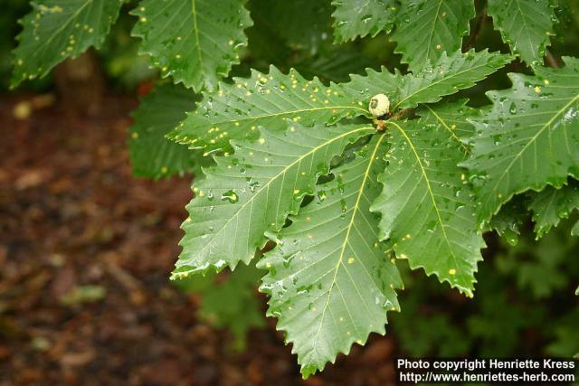 Photo: Quercus mongolica 05.