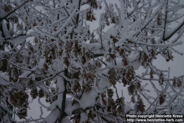 Photo: Quercus robur 5.