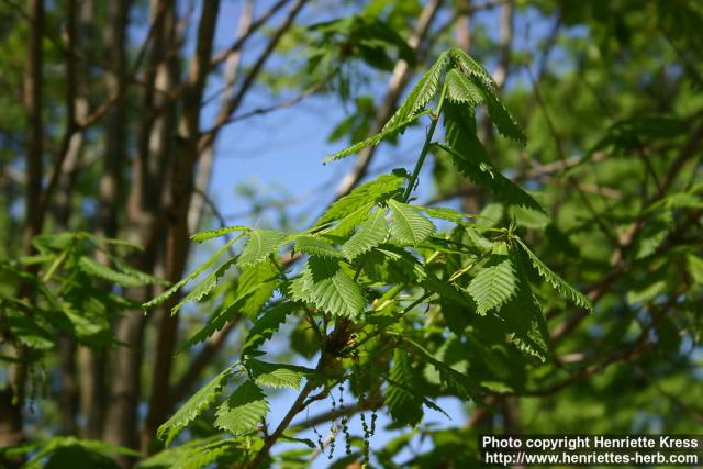 Photo: Quercus mongolica 07.