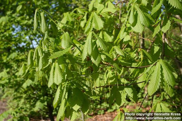 Photo: Quercus mongolica 11.