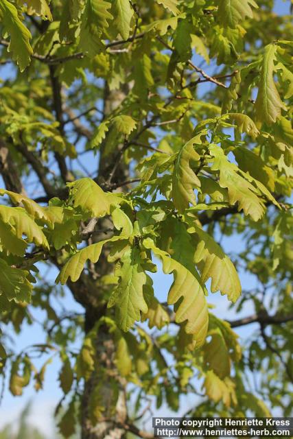 Photo: Quercus robur 12.