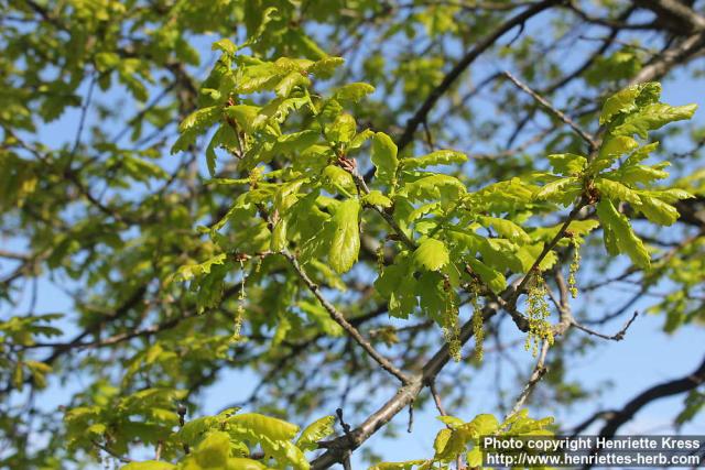 Photo: Quercus robur 13.