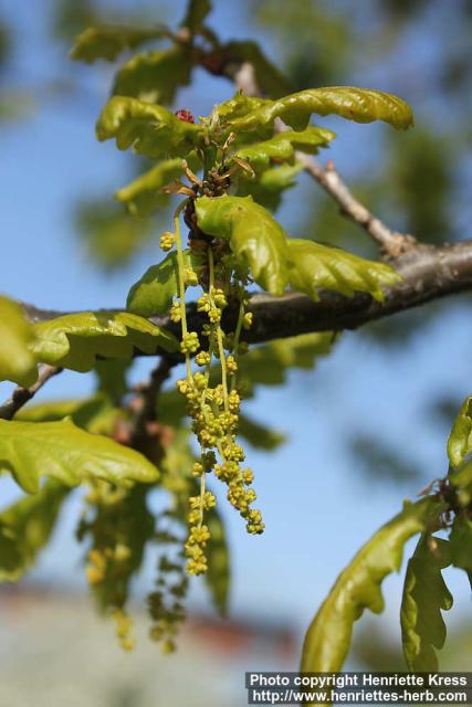 Photo: Quercus robur 14.