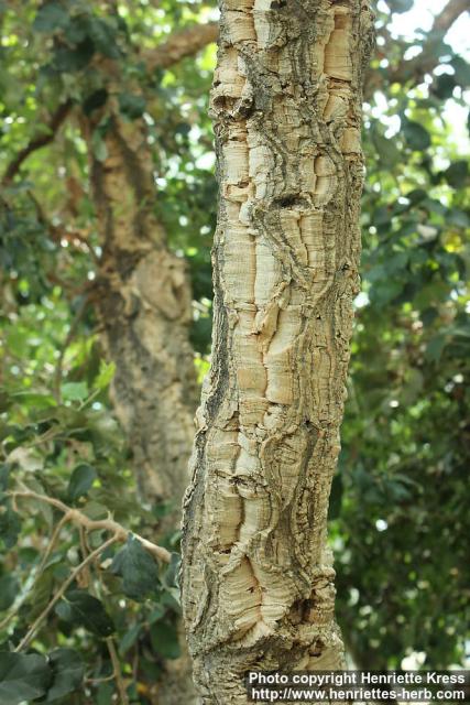 Photo: Quercus suber 1.