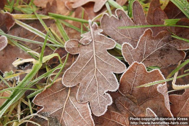 Photo: Quercus robur 16.