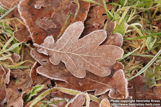 Photo: Quercus robur 17.