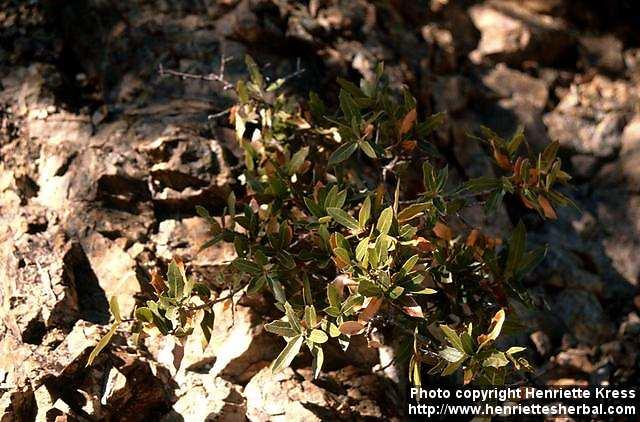 Photo: Quercus 3.