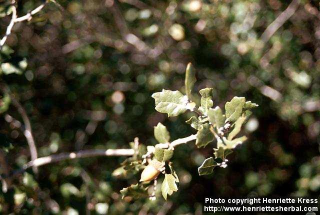 Photo: Quercus.