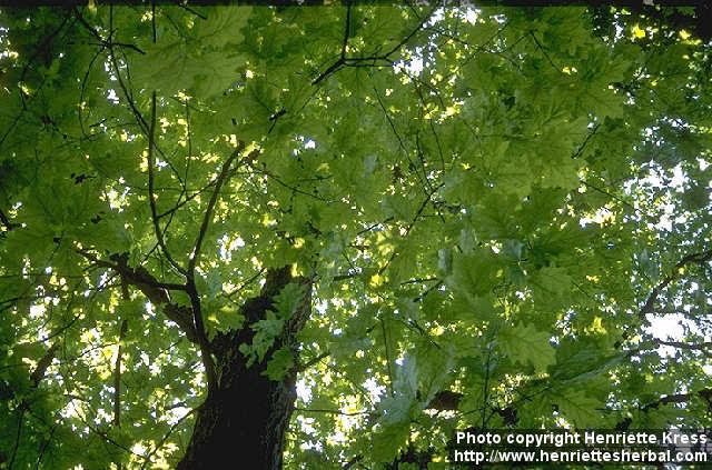 Photo: Quercus 1.