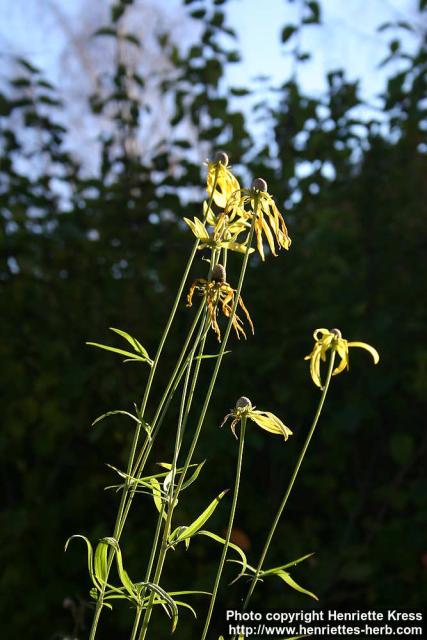 Photo: Ratibida pinnata 7.