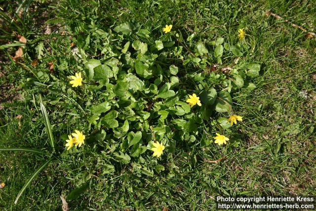 Photo: Ranunculus ficaria 4.