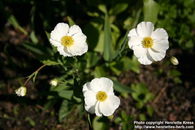 Photo: Ranunculus amplexicaulis.