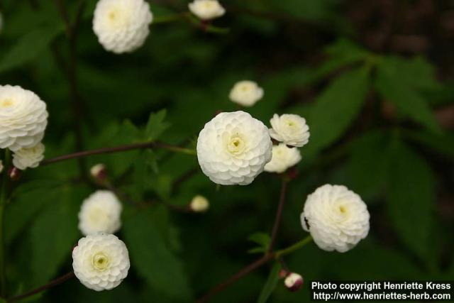 Photo: Ranunculus aconitifolius 1.