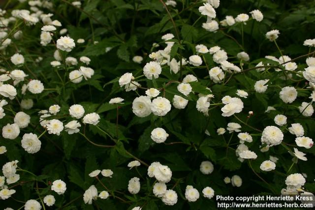 Photo: Ranunculus aconitifolius 2.