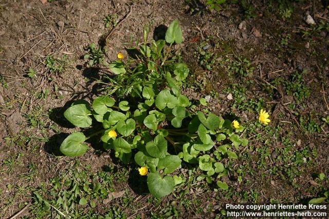 Photo: Ranunculus ficaria 8.