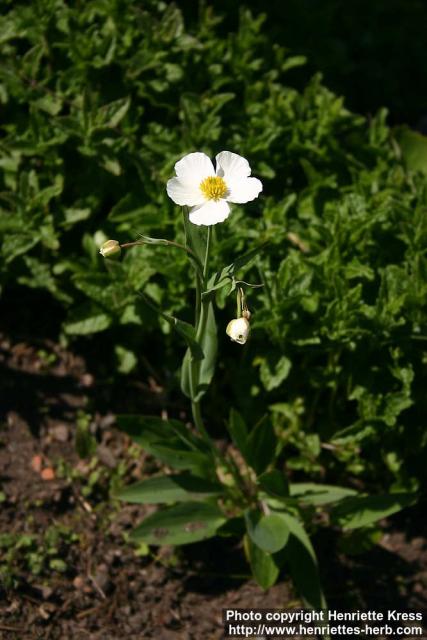 Photo: Ranunculus amplexicaulis 3.