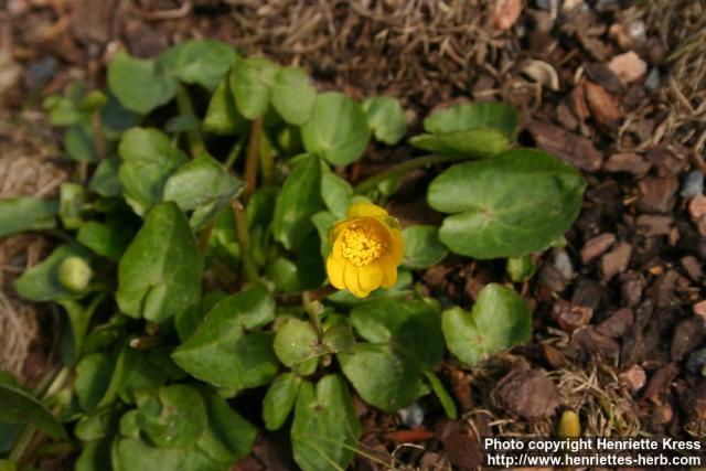 Photo: Ranunculus ficaria 9.