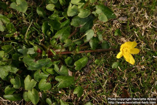 Photo: Ranunculus ficaria 10.