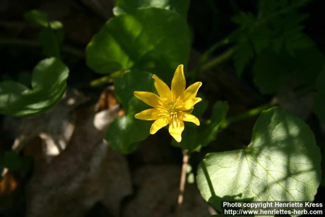 Photo: Ranunculus ficaria 11.