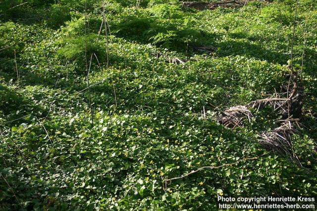 Photo: Ranunculus ficaria 12.