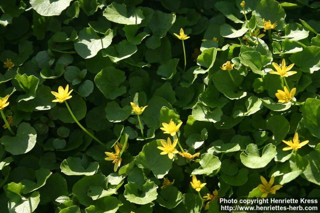 Photo: Ranunculus ficaria 13.