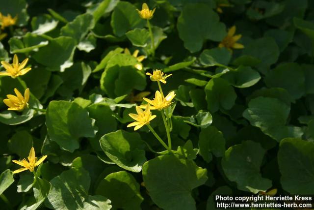 Photo: Ranunculus ficaria 14.