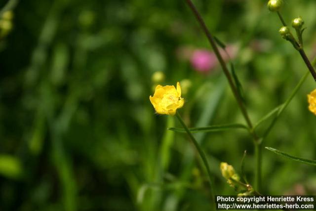 Photo: Ranunculus auricomus 3.